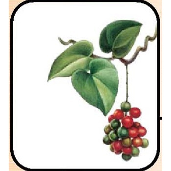 Manufacturers Exporters and Wholesale Suppliers of Arjuna (Terminalia Arjuna) New Delhi Delhi